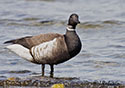 Branta bernicla